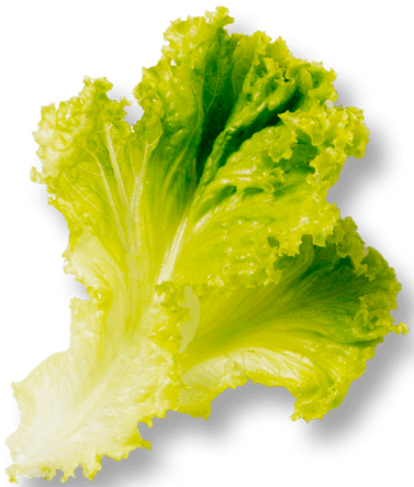 lettuce